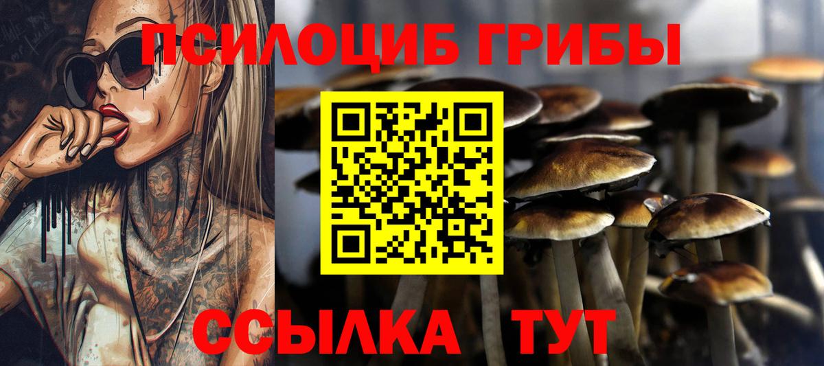 купить наркоту  Псилоцибиновые грибы GOLDEN TEACHER  Вход с VPN  Дмитров  Галлюциногенные грибы GOLDEN TEACHER 